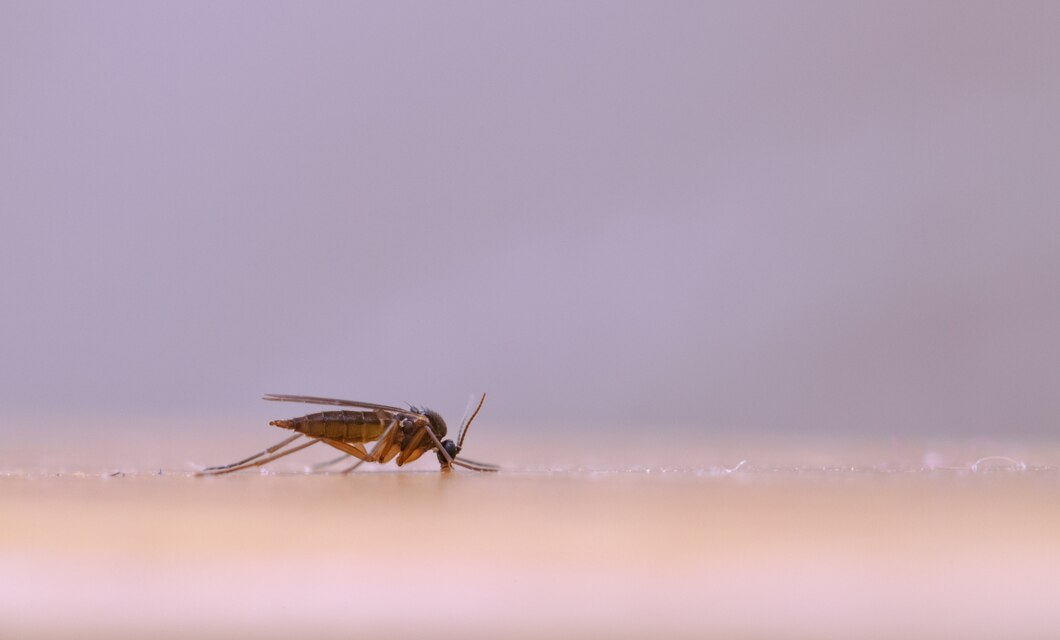 Wajib Tau, Ini Ciri-ciri Bau Badan yang Disukai Nyamuk